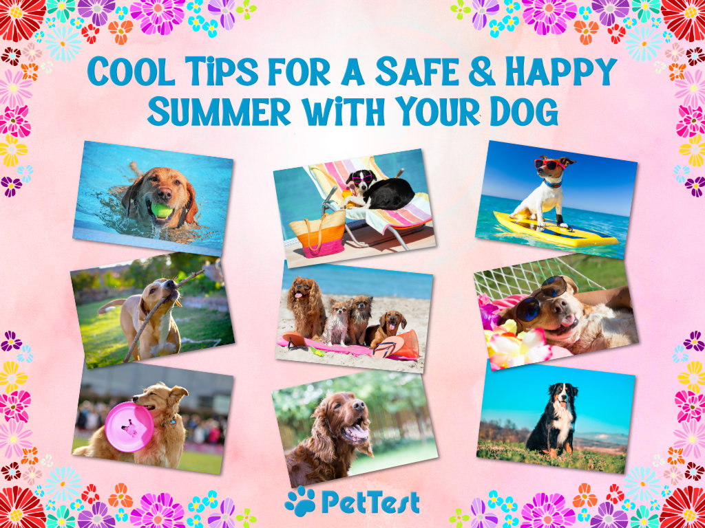 cool-tips-for-a-safe-and-happy-summer-with-your-dog-marquee.jpg